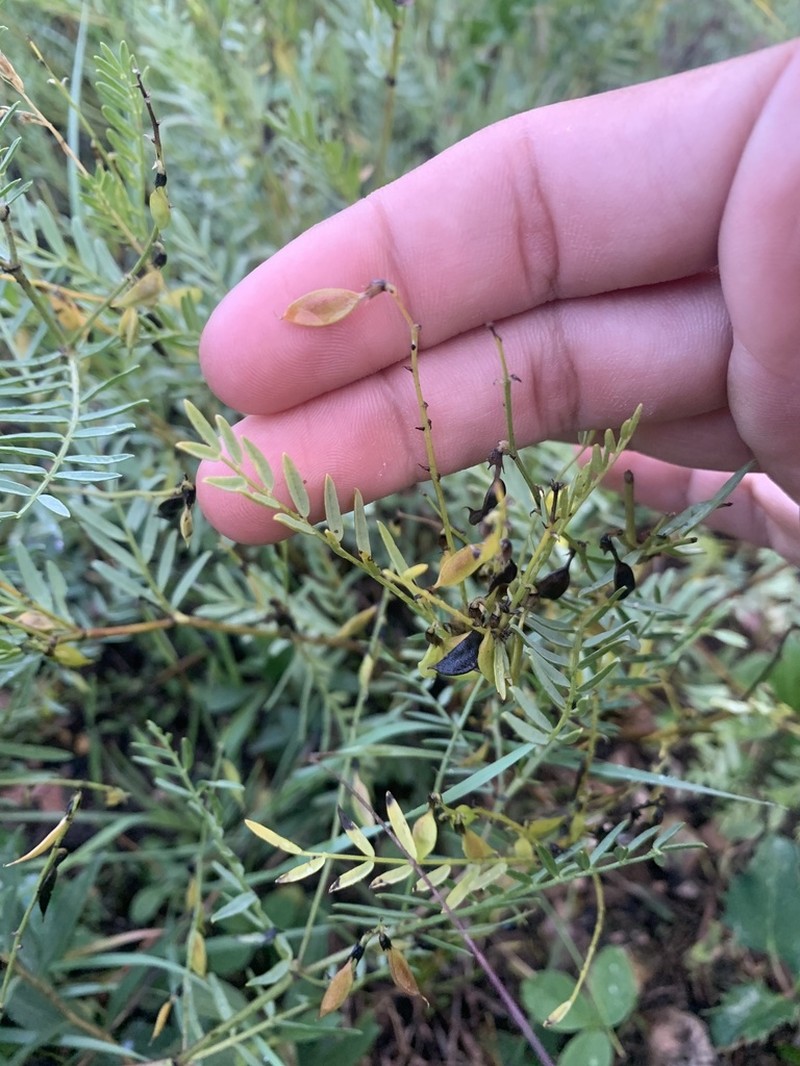 Astragalus multiflorus photo 4