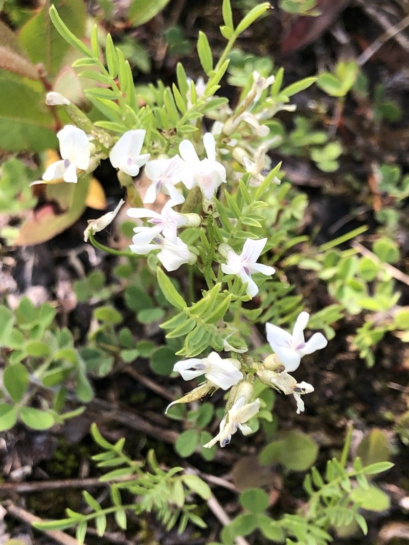 Astragalus multiflorus photo 5