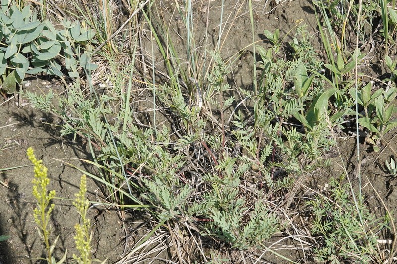 Astragalus multiflorus photo 6