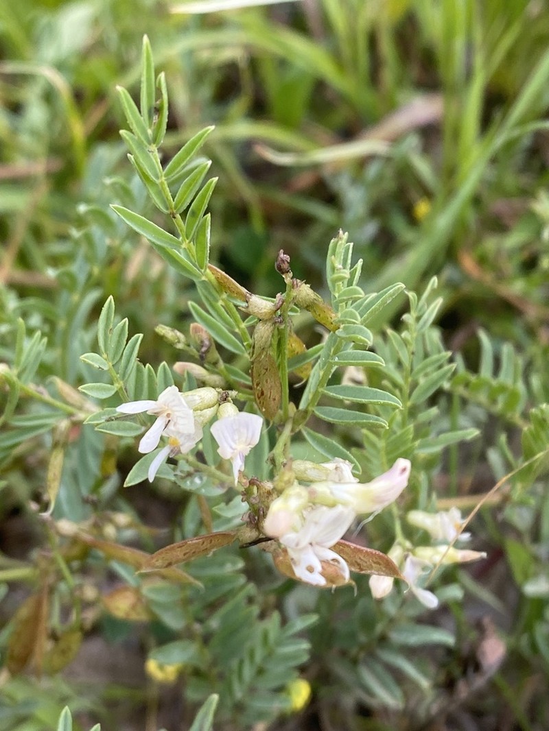 Astragalus multiflorus photo 7