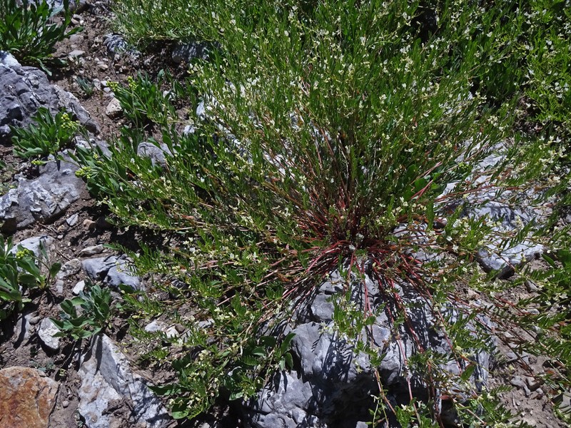 Astragalus multiflorus photo 8