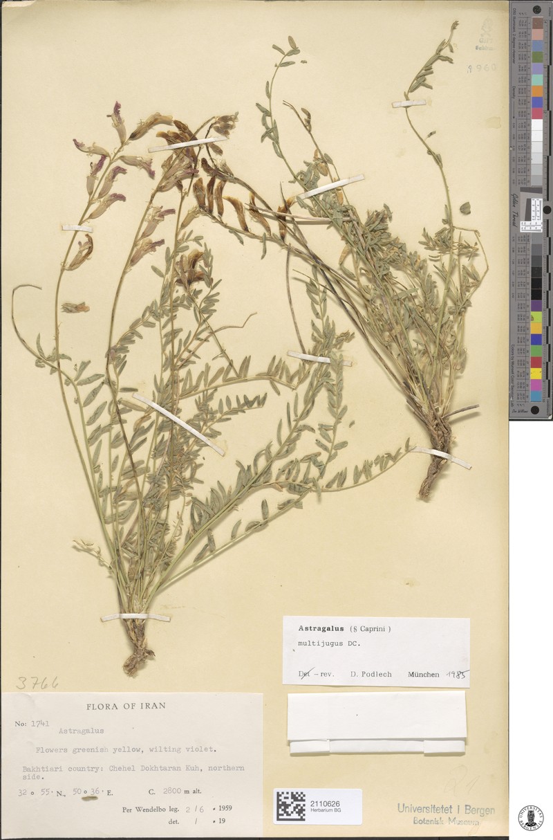 Astragalus multijugus