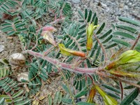 Astragalus munroi