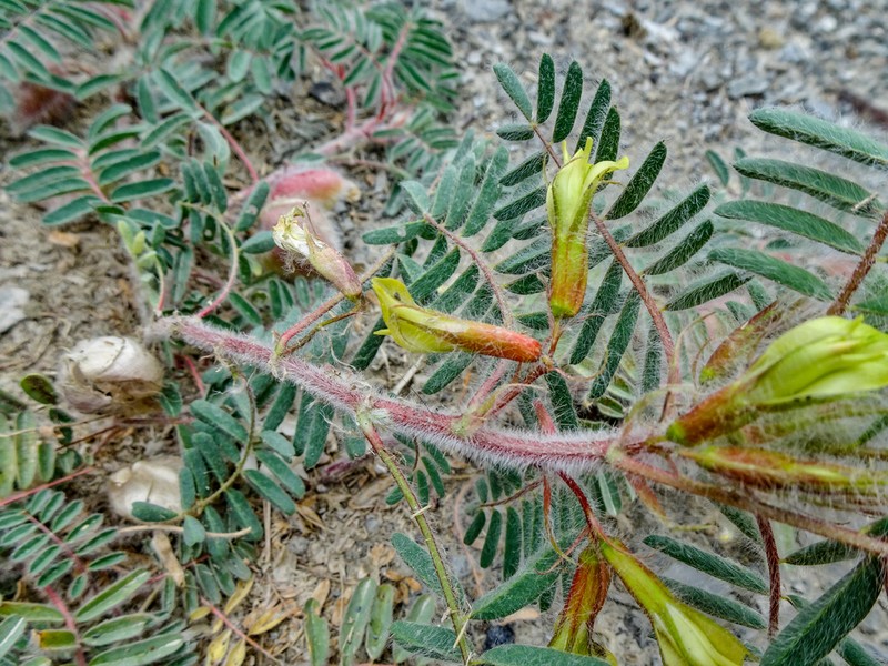 Astragalus munroi