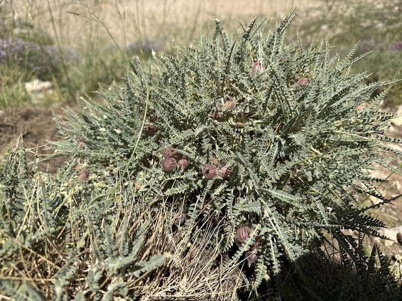 Astragalus murinus photo 3