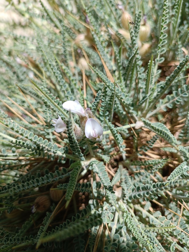 Astragalus murinus photo 4