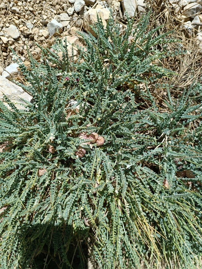Astragalus murinus photo 5