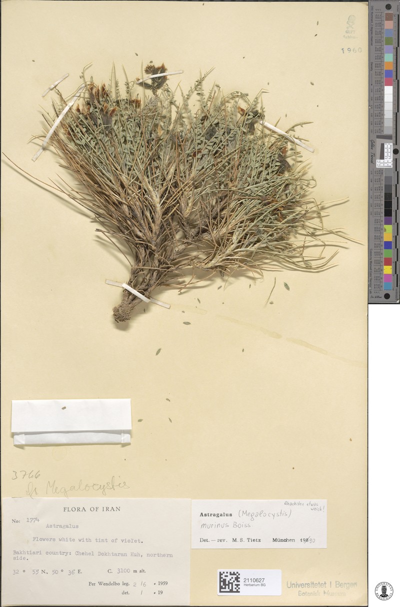 Astragalus murinus photo 6