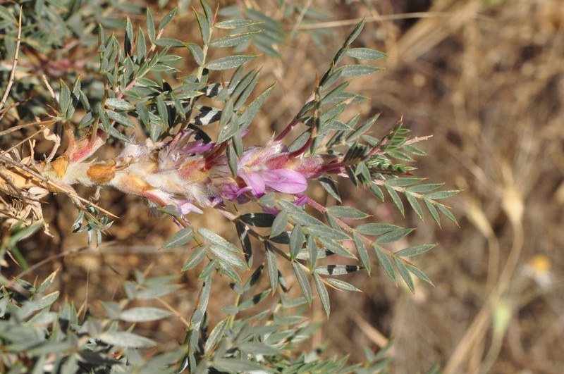 Astragalus muschianus