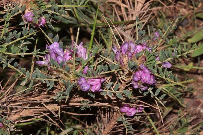 Astragalus muschianus photo 3