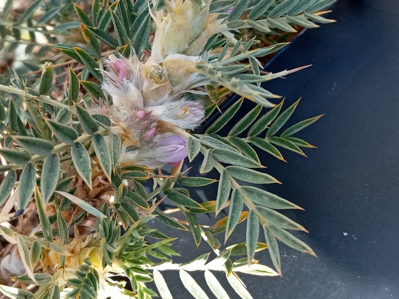 Astragalus muschianus photo 4