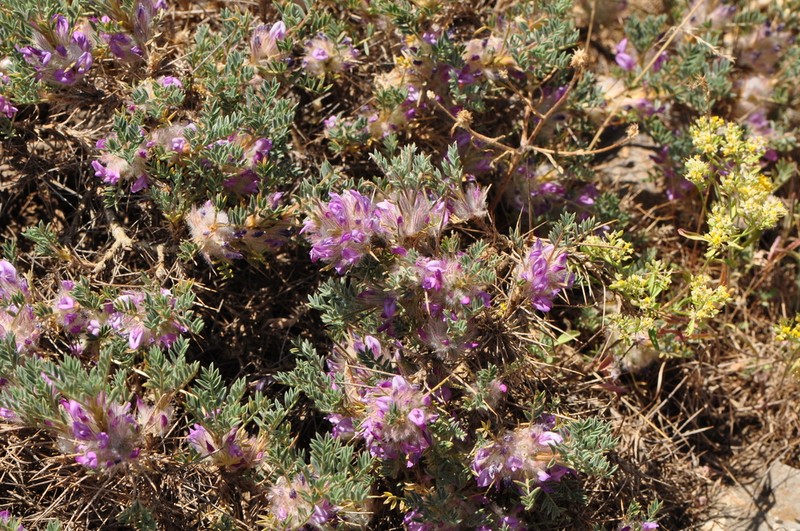 Astragalus muschianus photo 5
