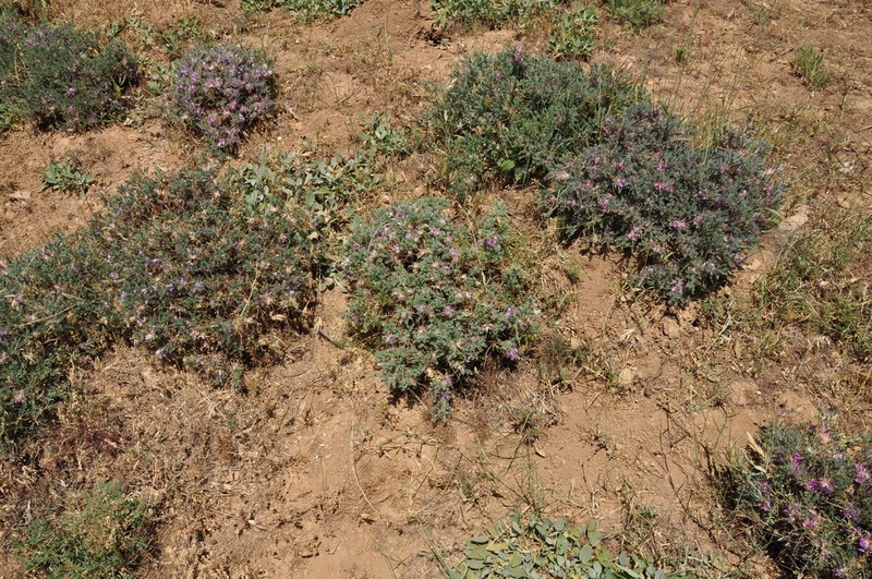 Astragalus muschianus photo 6