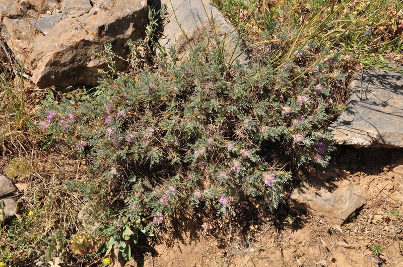 Astragalus muschianus photo 7