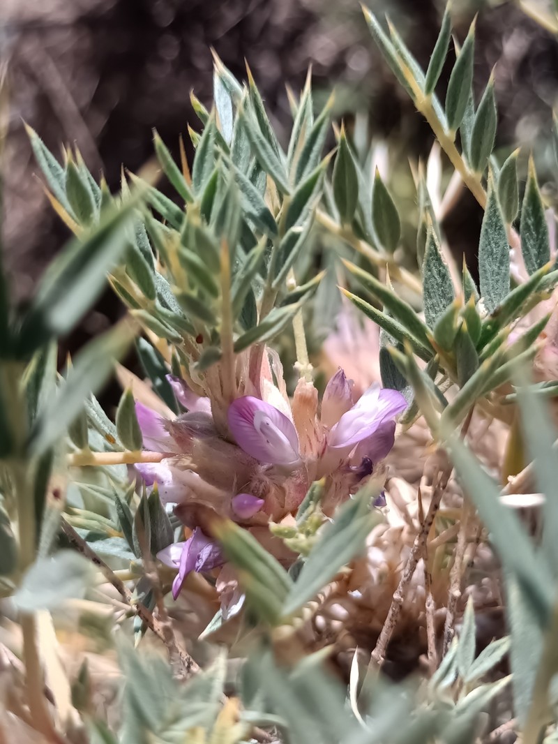 Astragalus muschianus photo 8