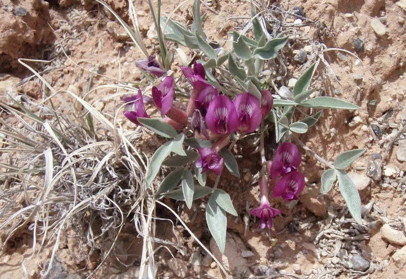 Ferron's Milkvetch
