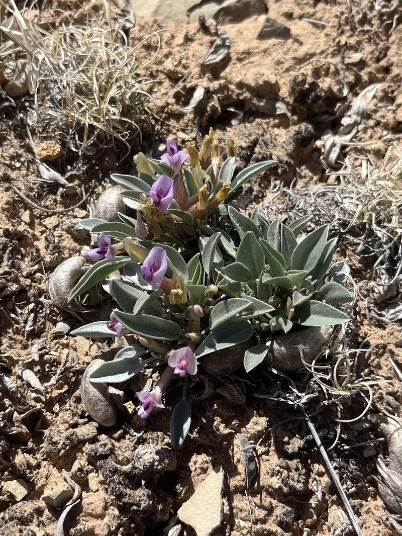 Ferron's Milkvetch