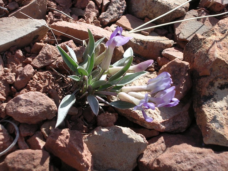 Ferron's Milkvetch photo 2