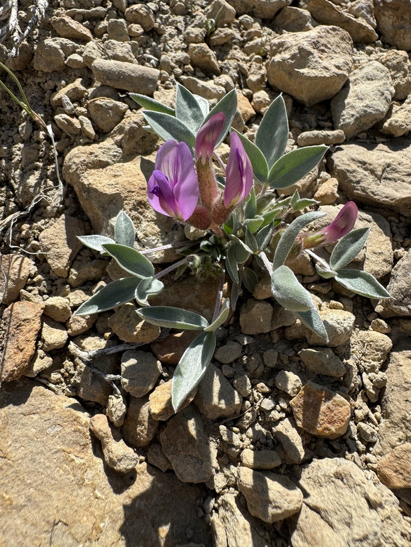 Ferron's Milkvetch photo 3