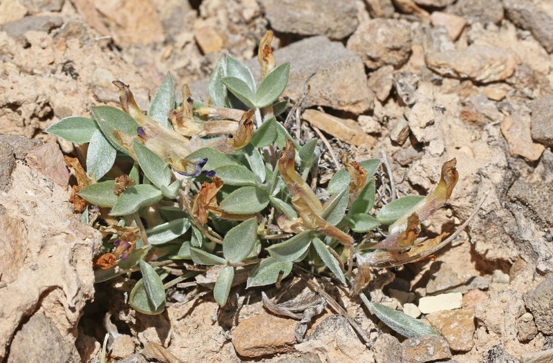 Ferron's Milkvetch photo 4