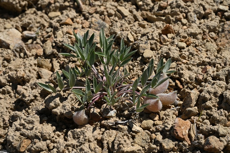 Ferron's Milkvetch photo 5