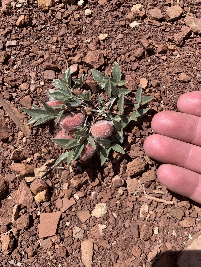 Ferron's Milkvetch photo 6
