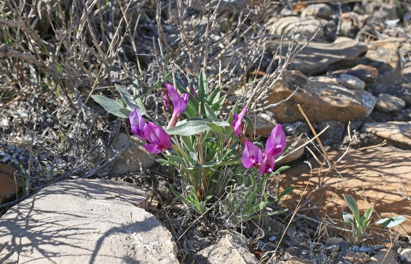 Ferron's Milkvetch photo 7