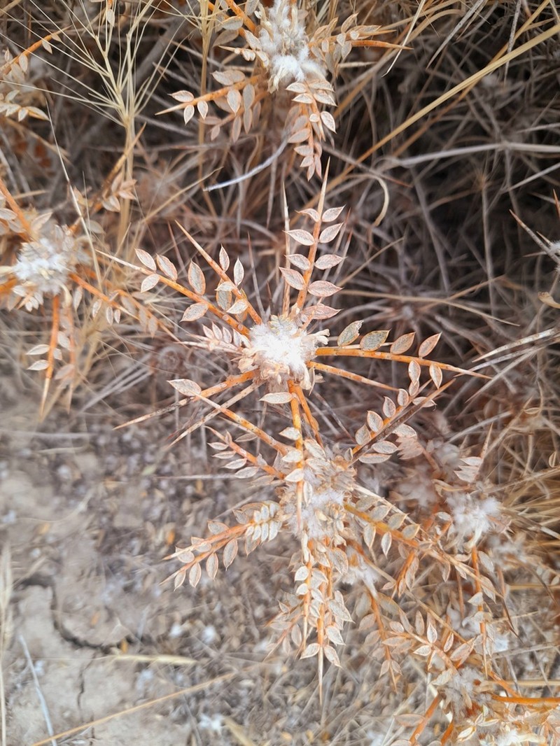 Astragalus myriacanthus