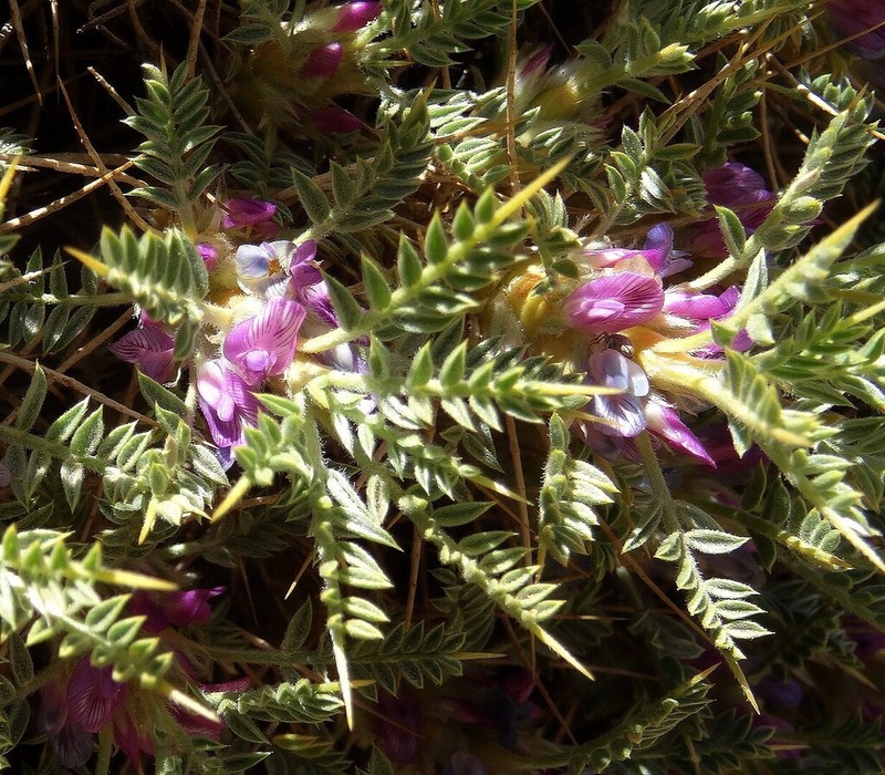 Astragalus myriacanthus photo 2