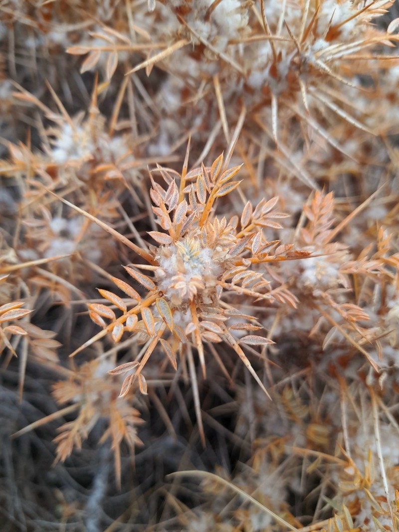 Astragalus myriacanthus photo 3