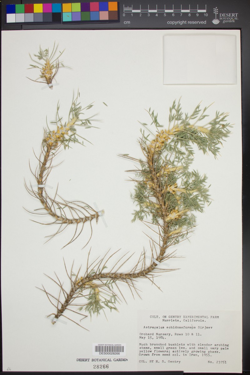 Astragalus myriacanthus photo 5