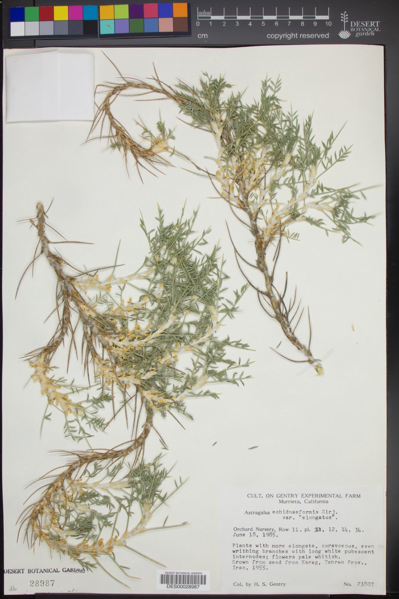 Astragalus myriacanthus photo 6