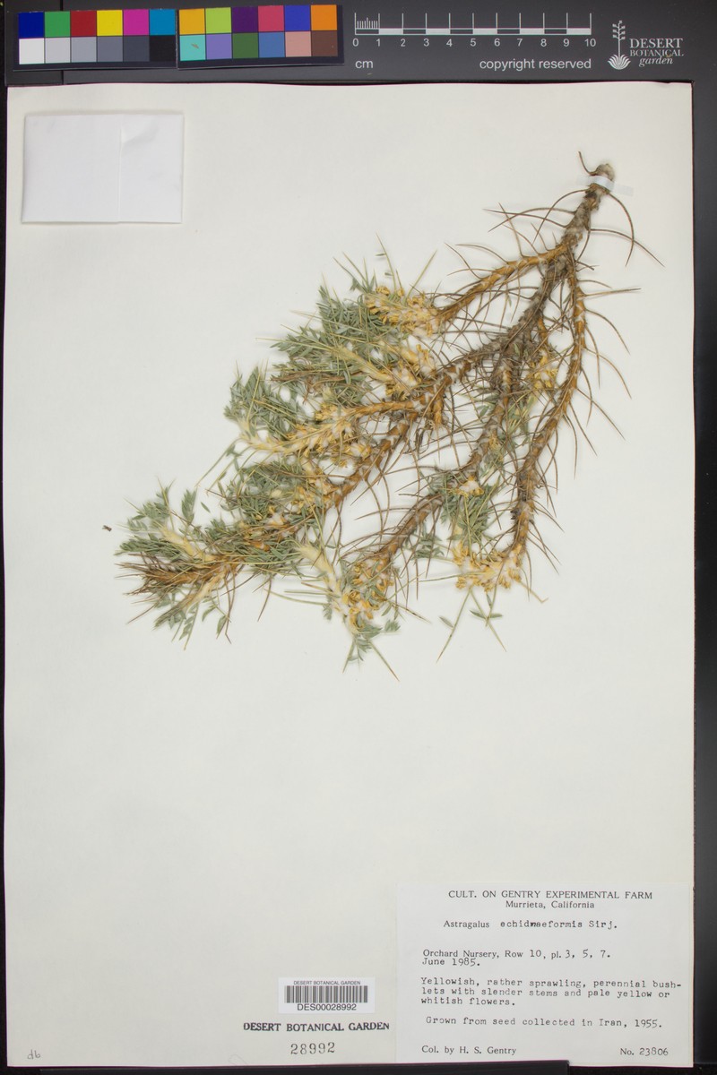 Astragalus myriacanthus photo 7