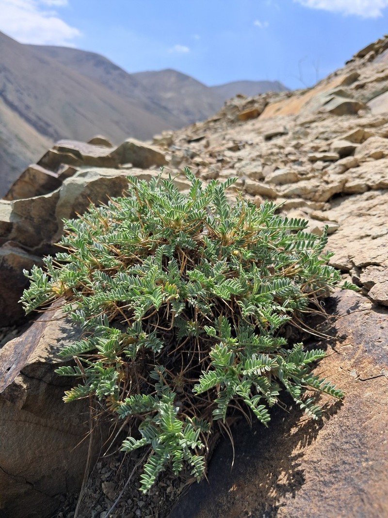 Astragalus naftabensis