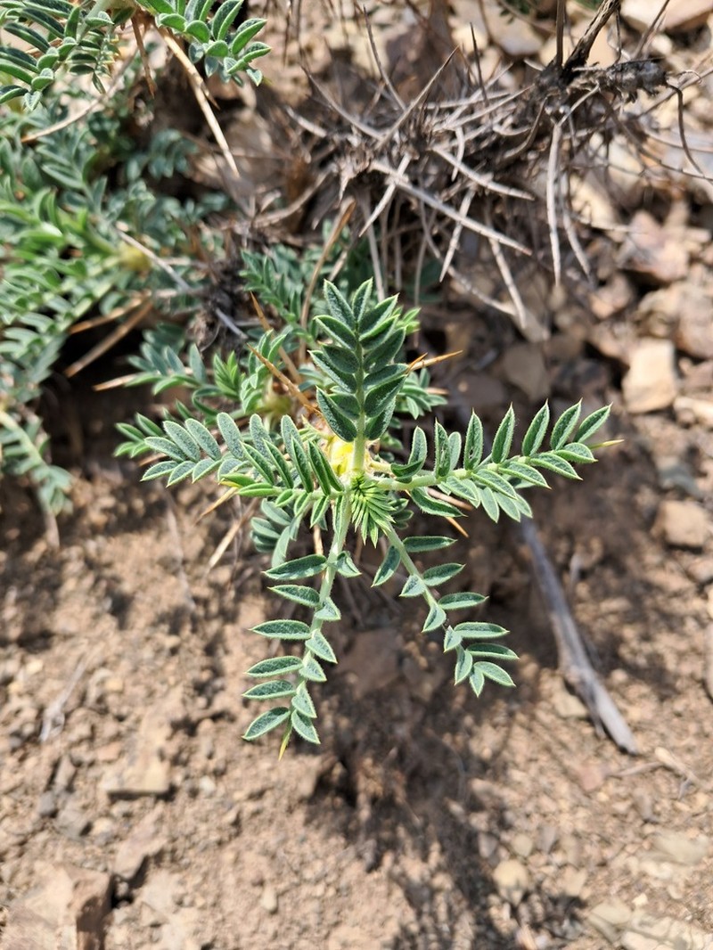 Astragalus naftabensis photo 2