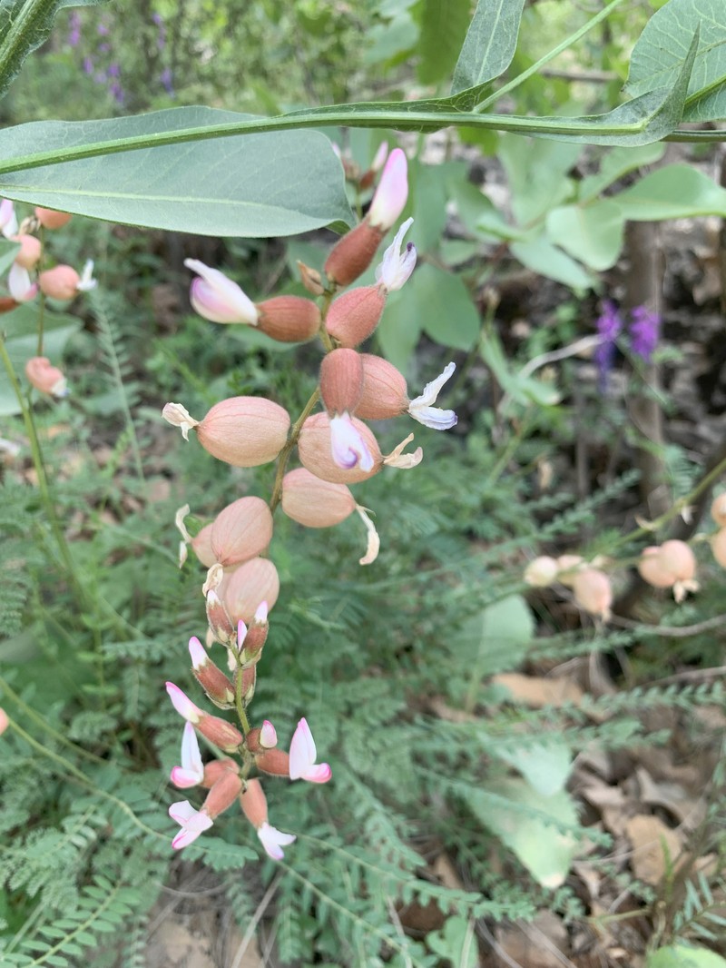 Astragalus naghadehensis photo 2