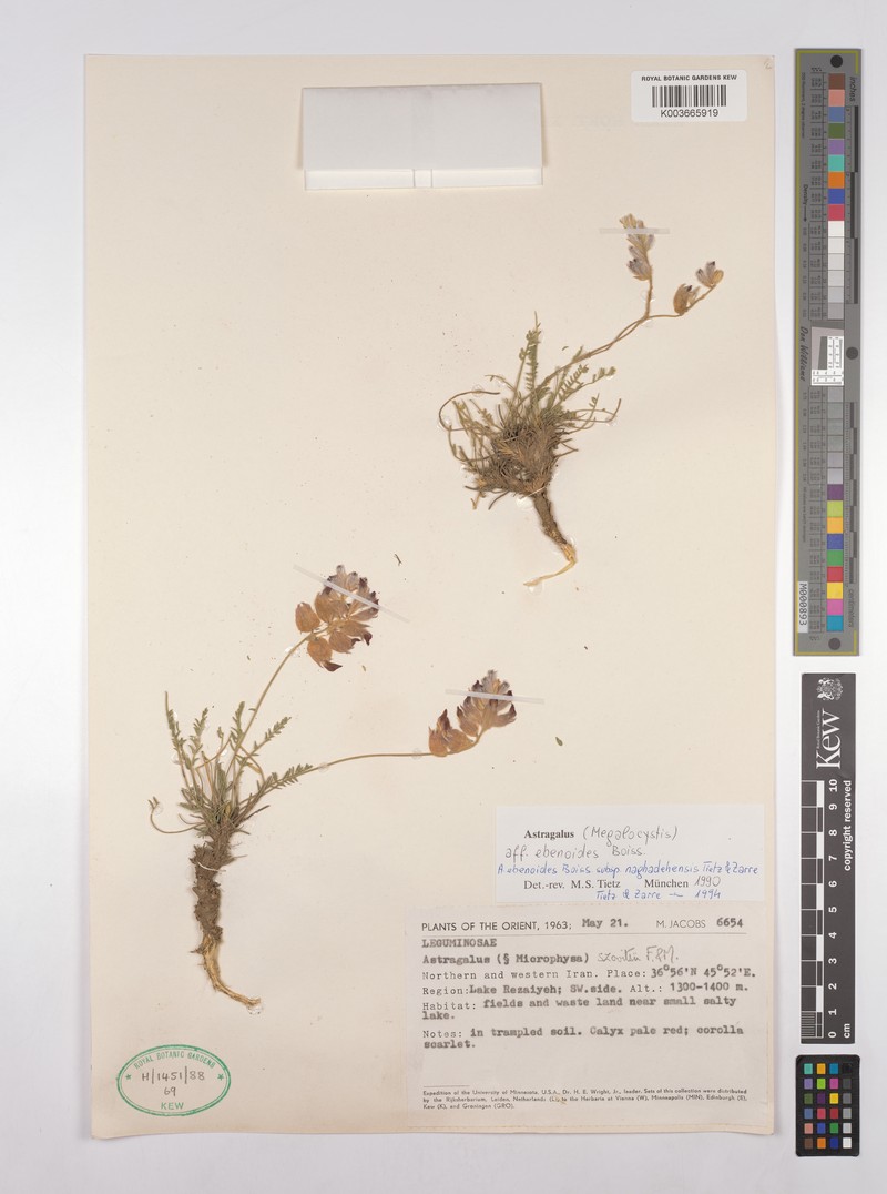 Astragalus naghadehensis photo 3