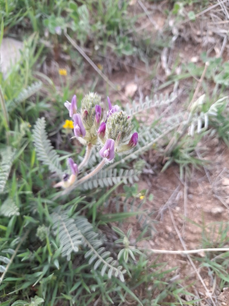 Astragalus nahavandicus