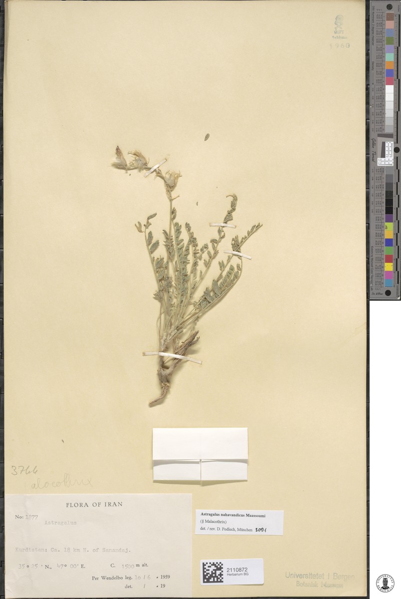 Astragalus nahavandicus photo 2
