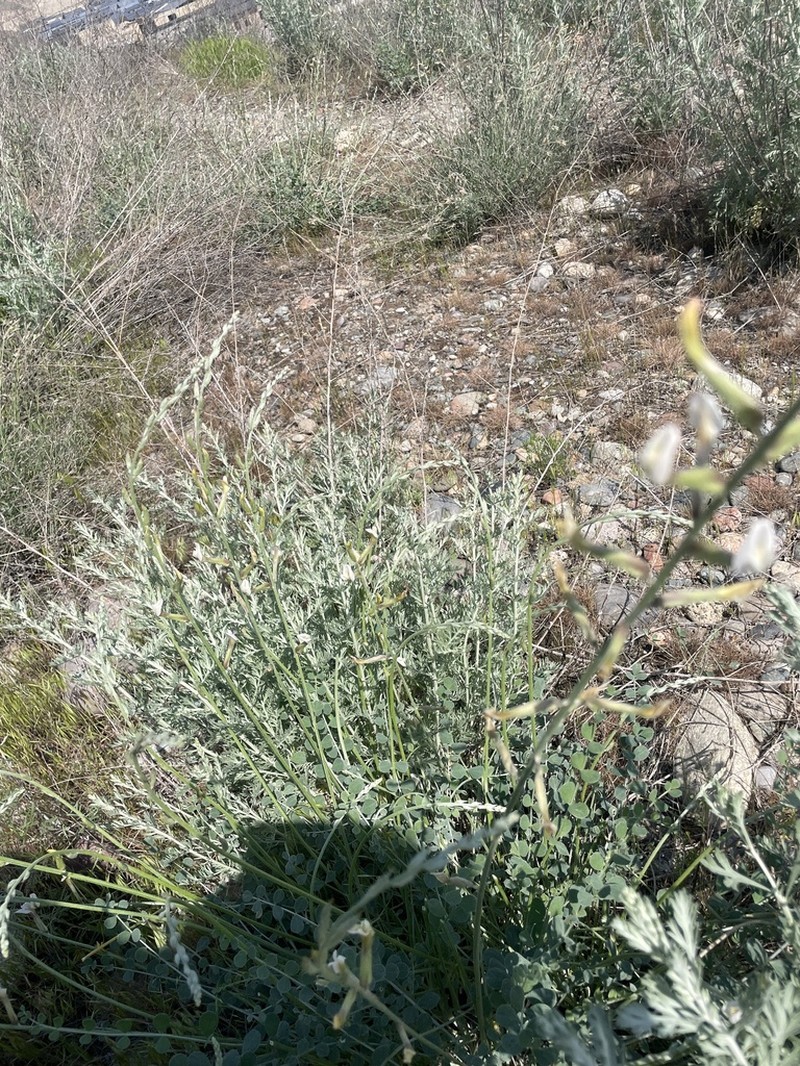Astragalus namanganicus