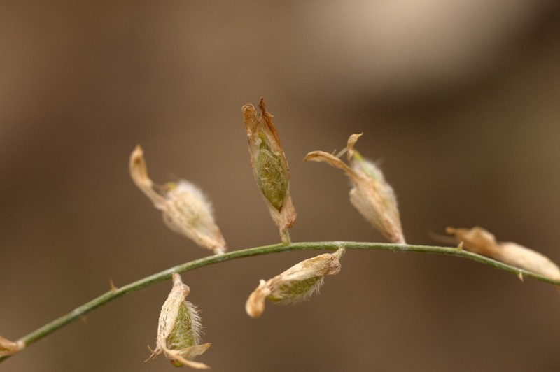 Astragalus namanganicus photo 2