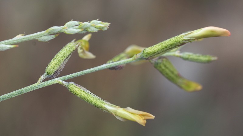 Astragalus namanganicus photo 3