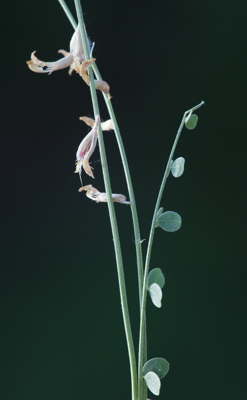 Astragalus namanganicus photo 4