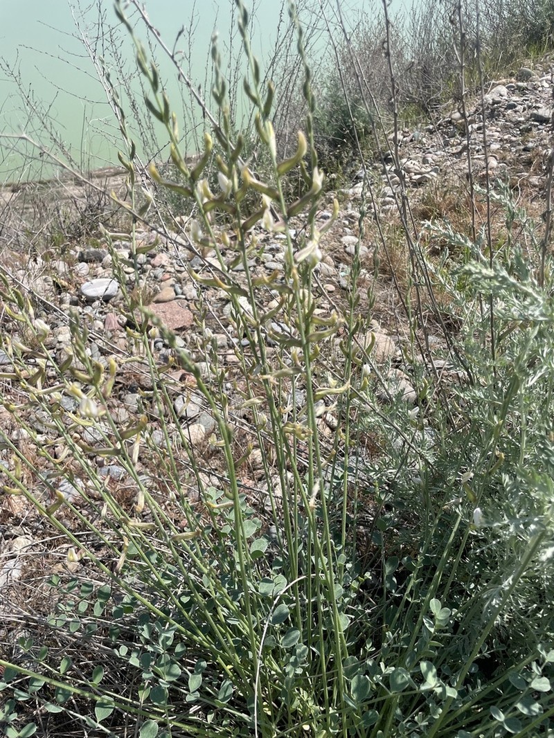 Astragalus namanganicus photo 5