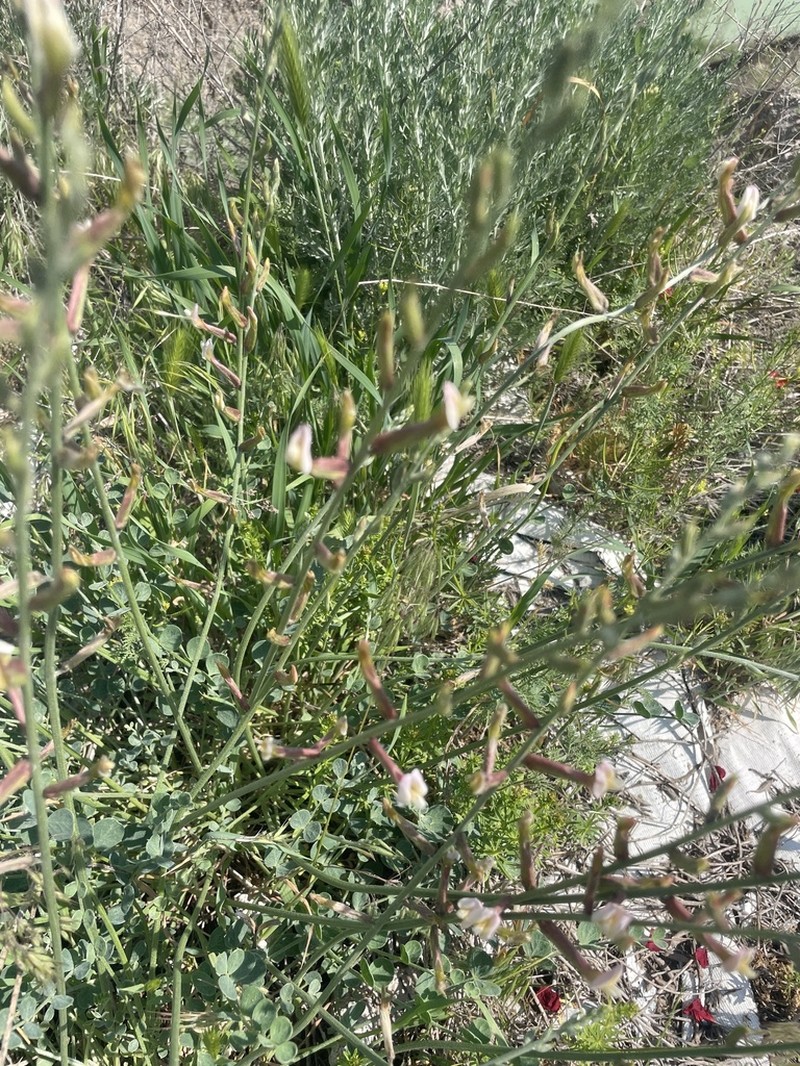 Astragalus namanganicus photo 6