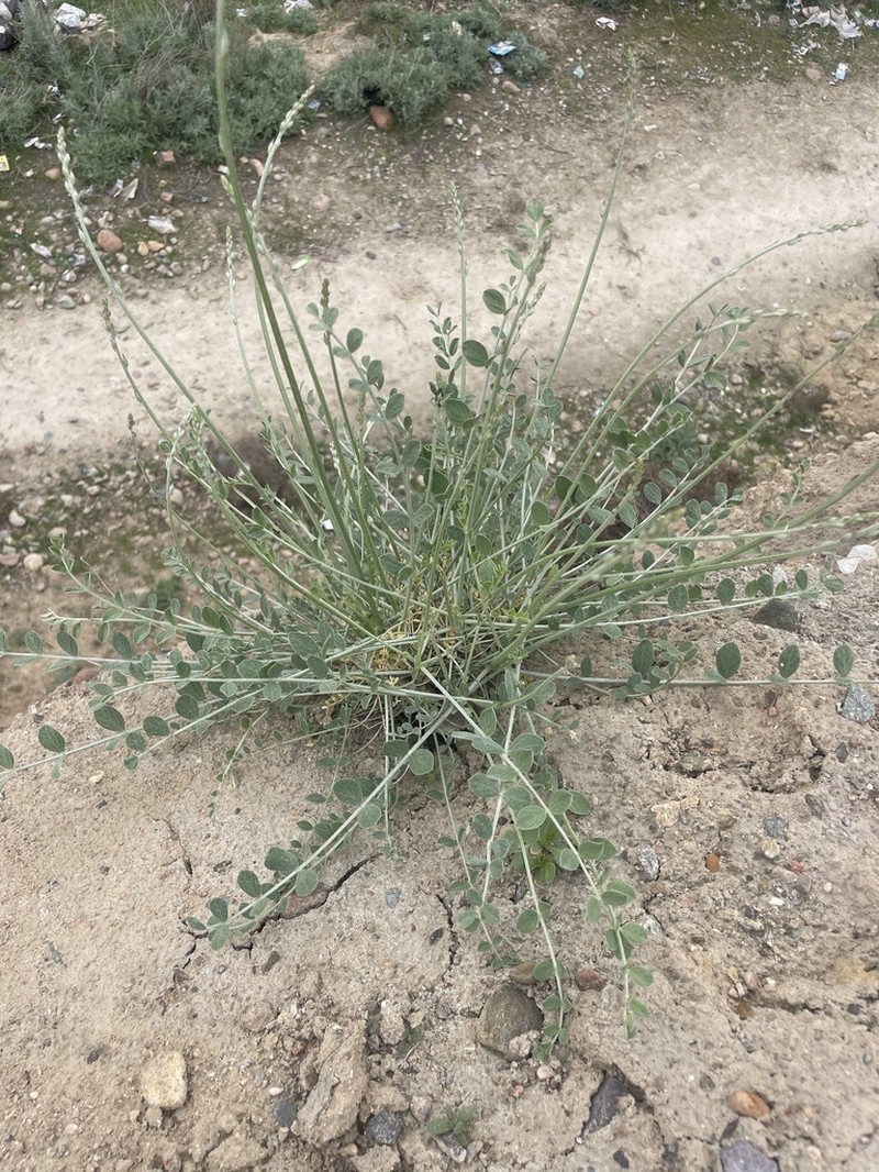 Astragalus namanganicus photo 7