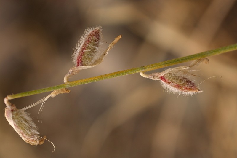 Astragalus namanganicus photo 8
