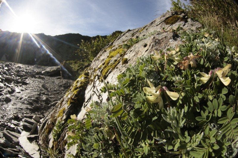 Astragalus nankotaizanensis