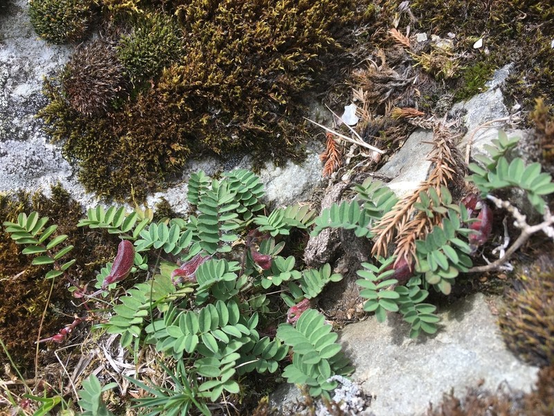 Astragalus nankotaizanensis photo 2