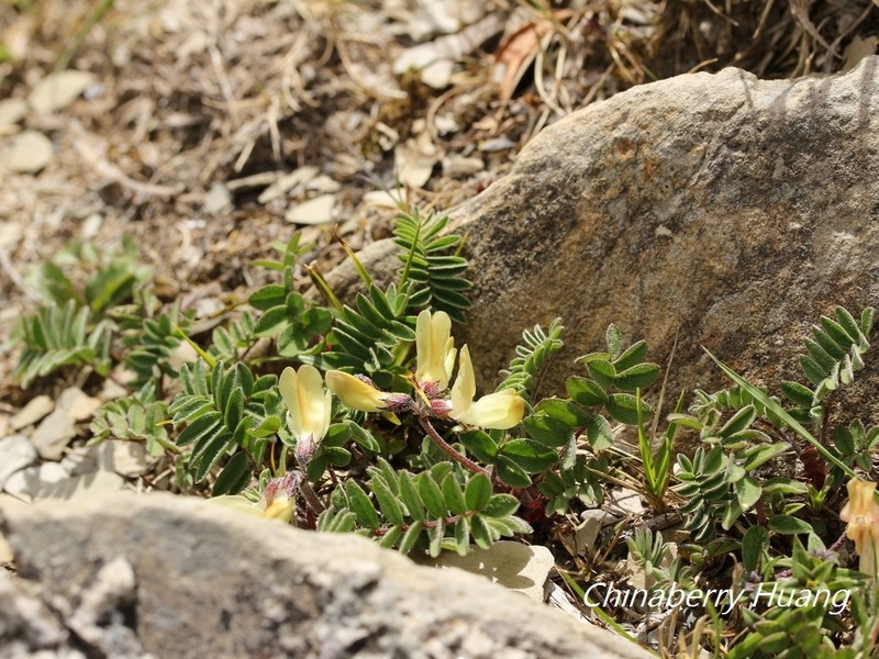 Astragalus nankotaizanensis photo 3